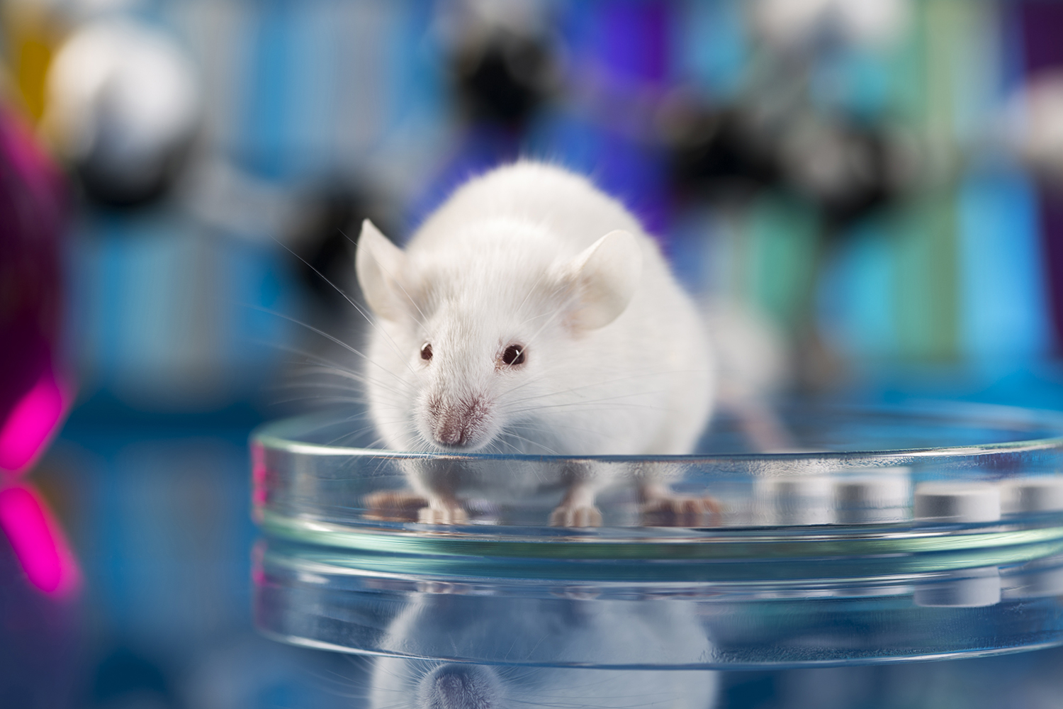 低场核磁共振技术研究活体小动物的体成分