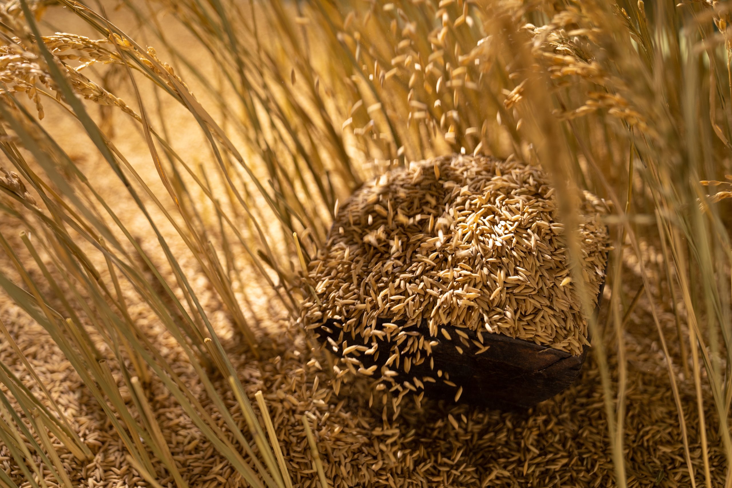低场核磁法用于水稻籽粒灌浆过程研究